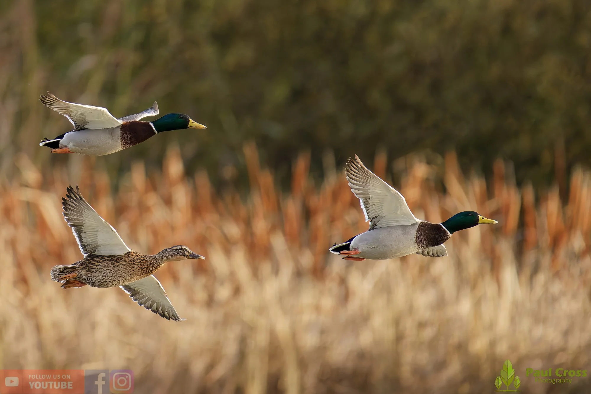 Mallard Duck-01155.jpg