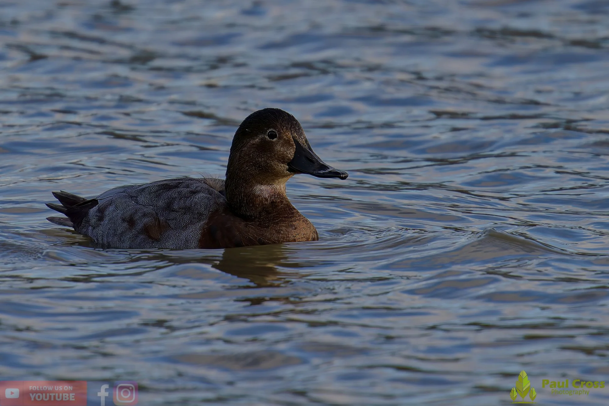 Pochard-00041.jpg