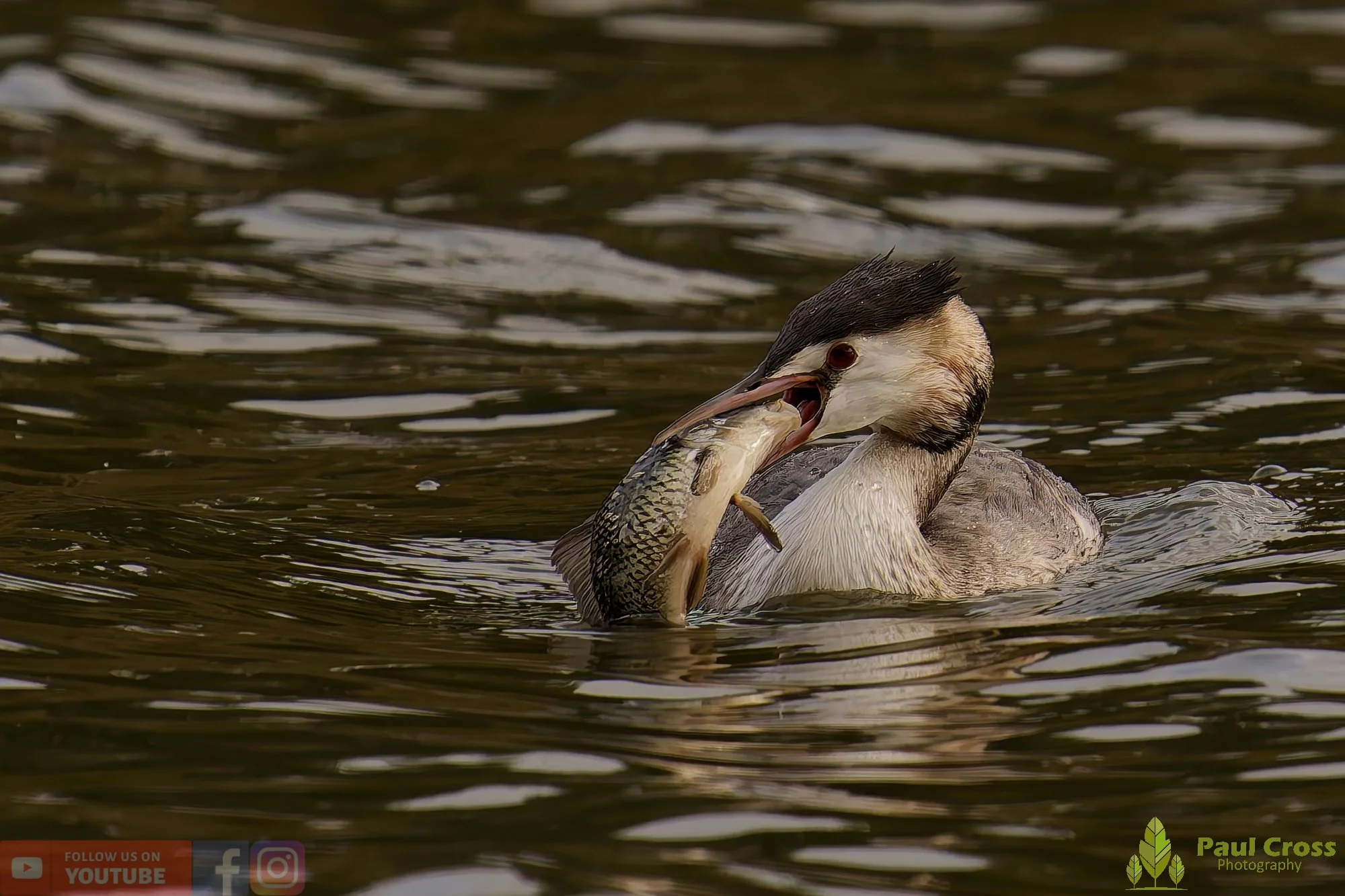 Great Crested Grebe-01044.jpg