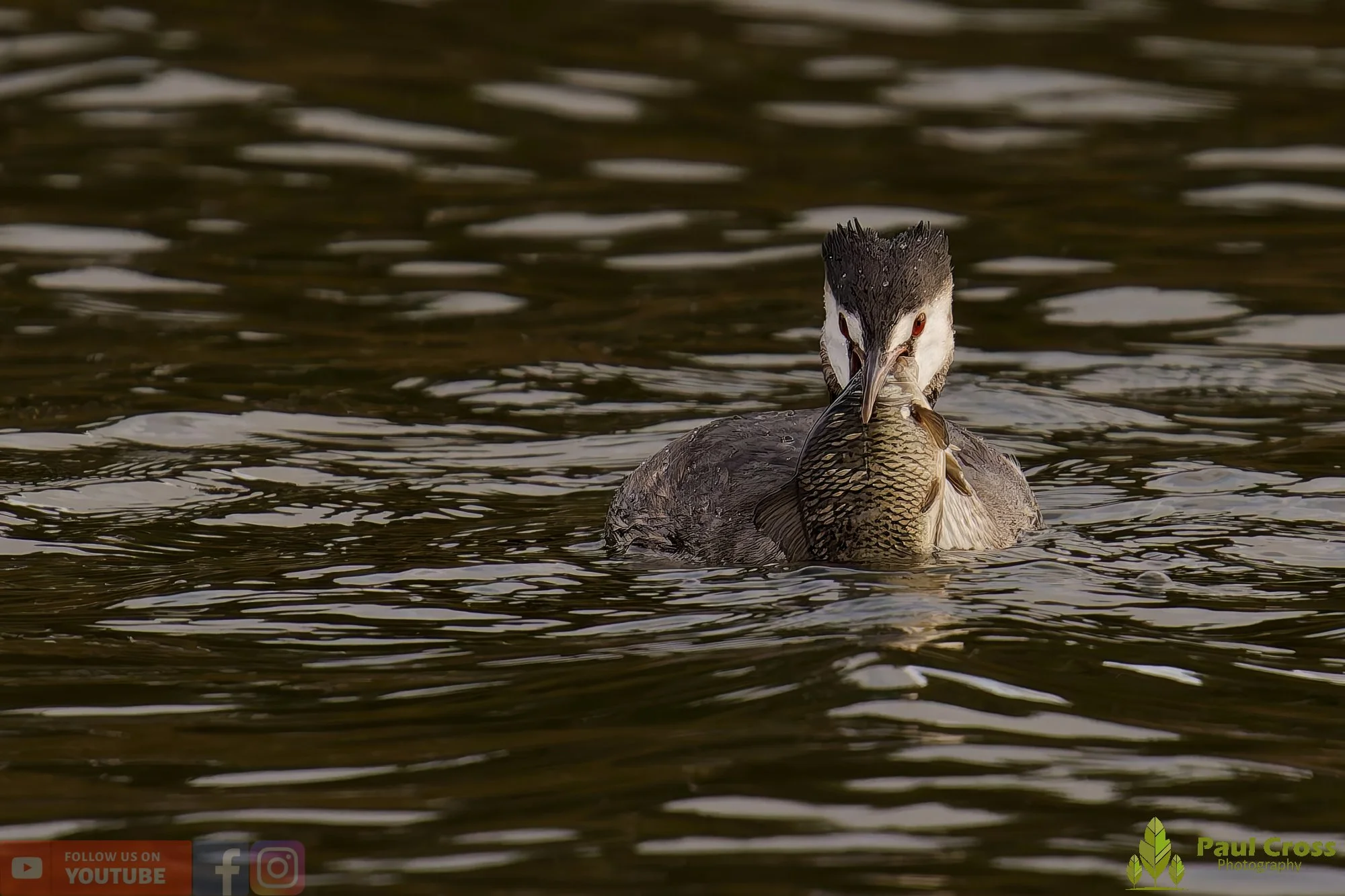 Great Crested Grebe-01042.jpg