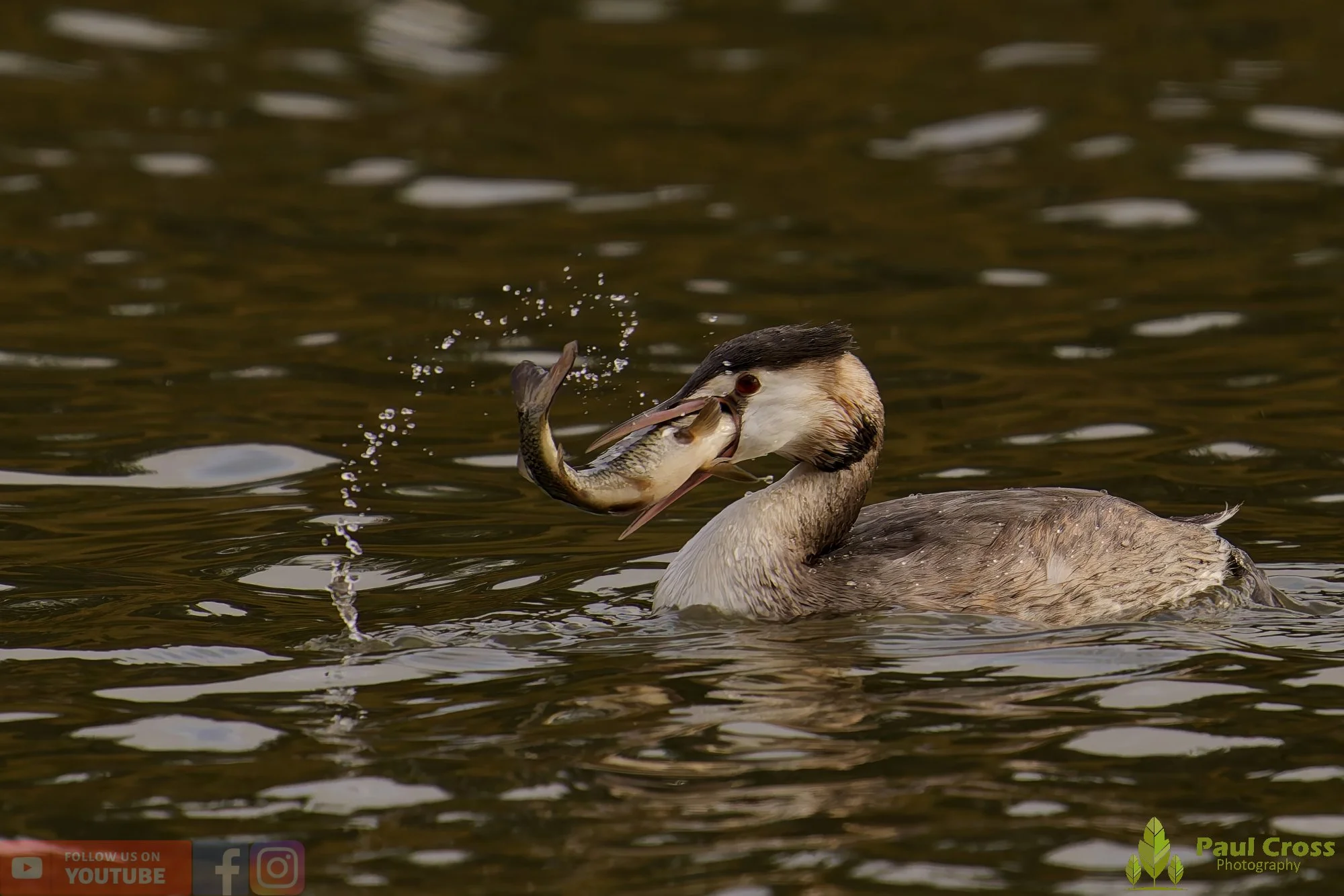 Great Crested Grebe-01046.jpg