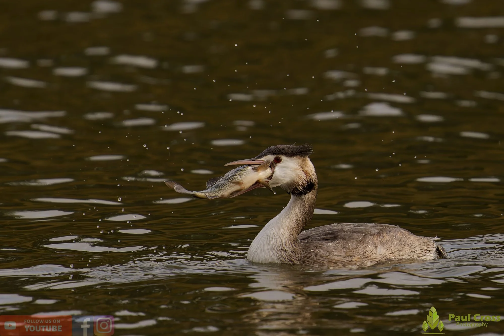 Great Crested Grebe-01047.jpg