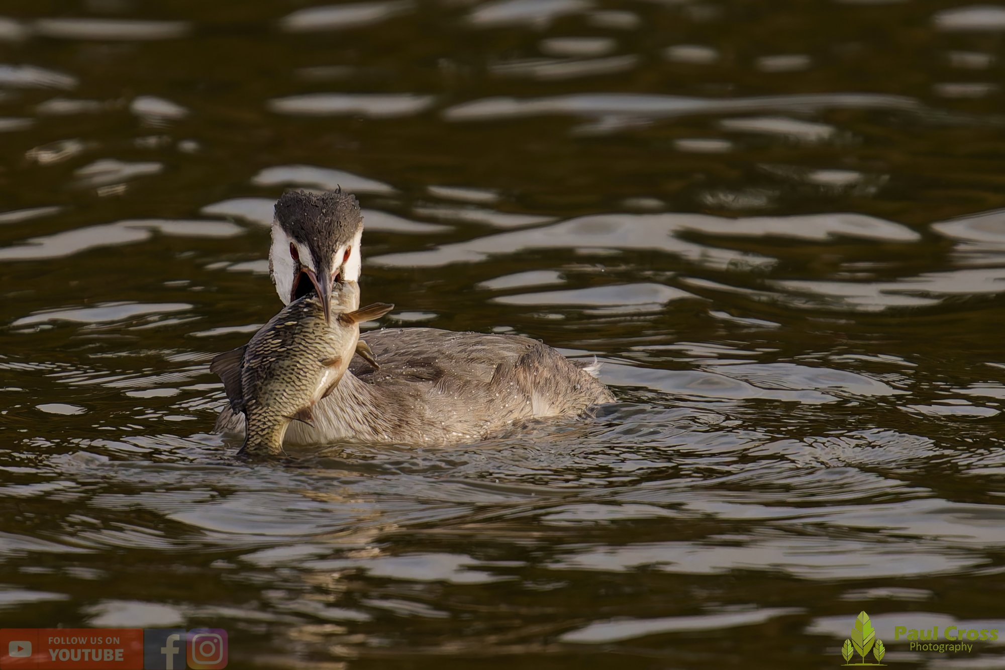 Great Crested Grebe-01049.jpg