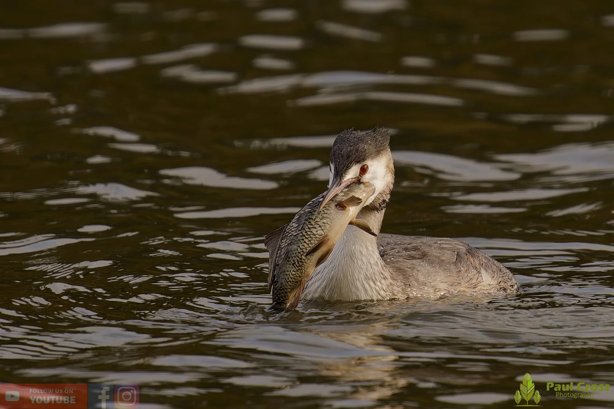Great Crested Grebe-01050.jpg