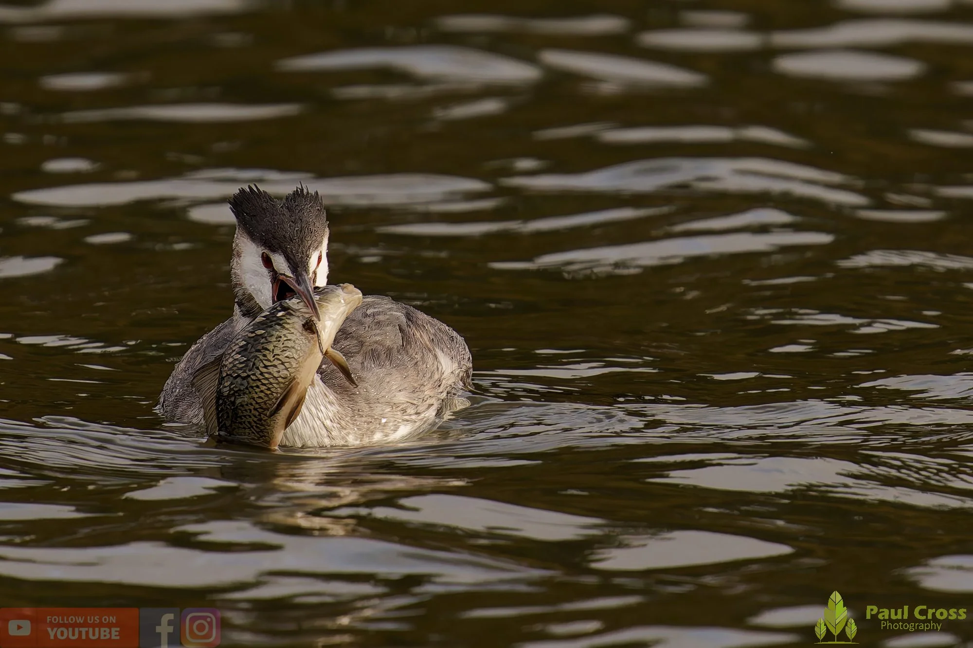 Great Crested Grebe-01051.jpg
