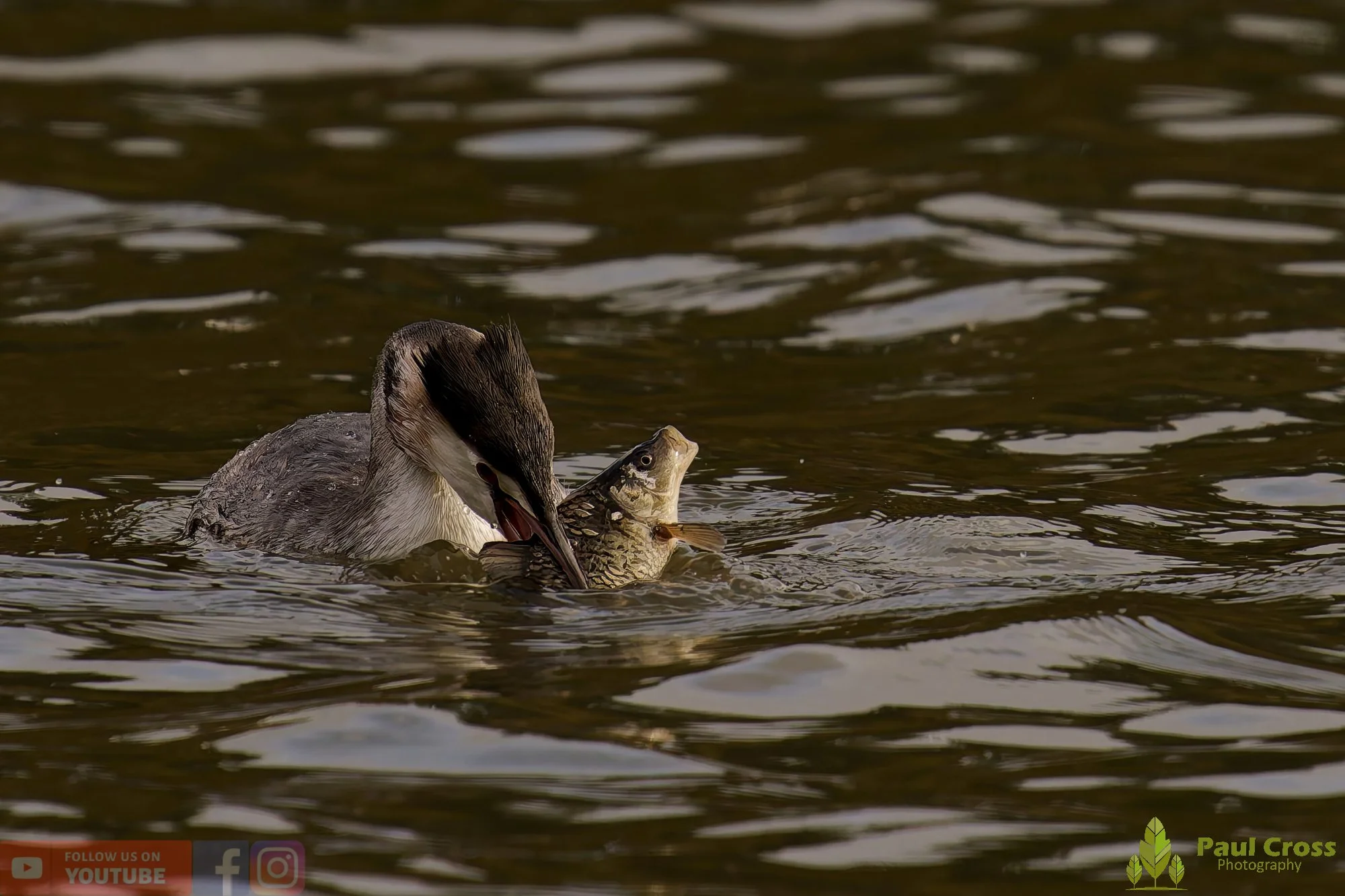 Great Crested Grebe-01052.jpg
