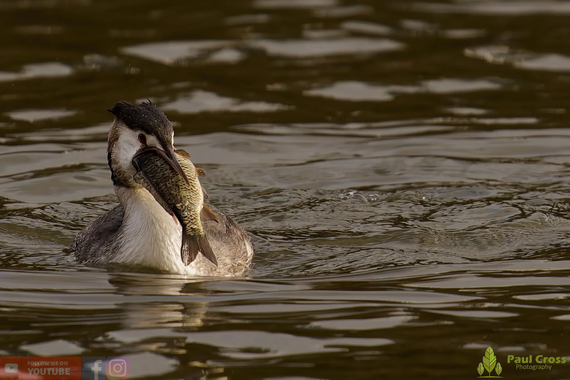 Great Crested Grebe-01053.jpg