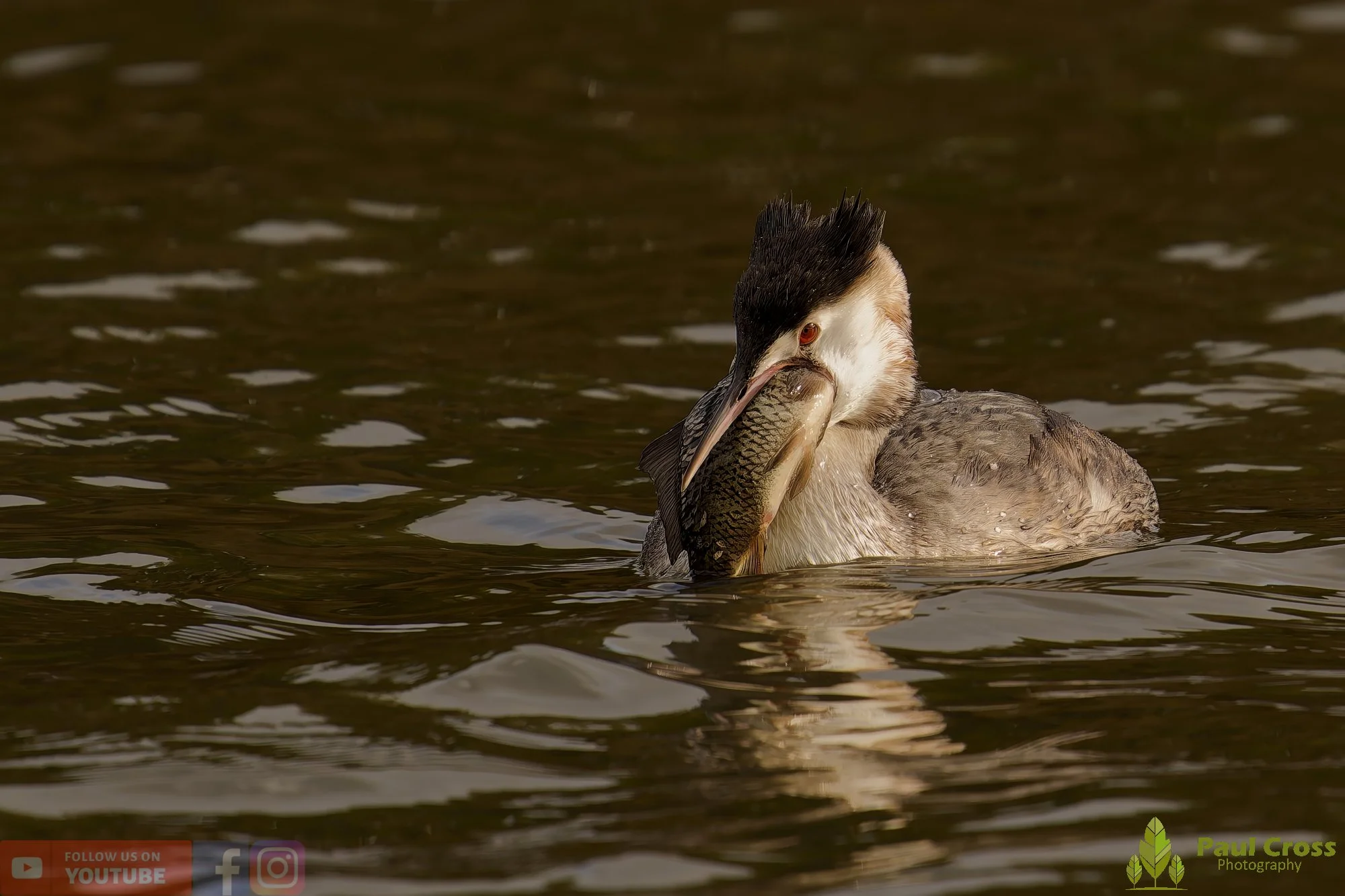Great Crested Grebe-01054.jpg