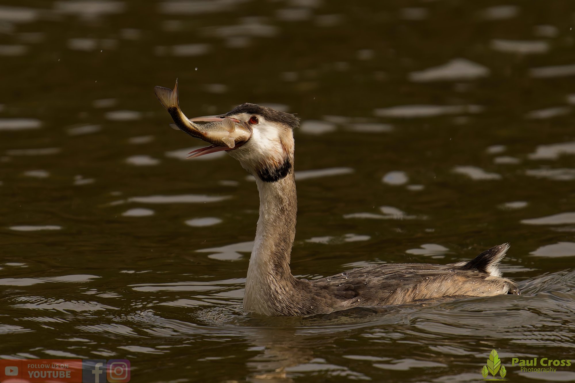Great Crested Grebe-01055.jpg