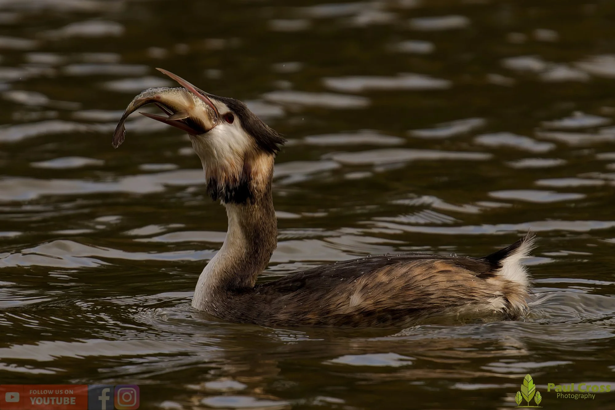 Great Crested Grebe-01056.jpg