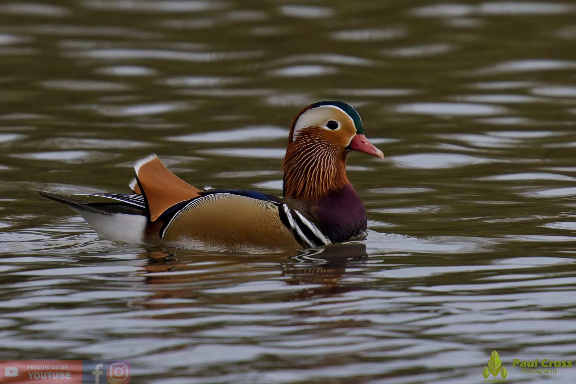 Mandarin Duck-00097.jpg