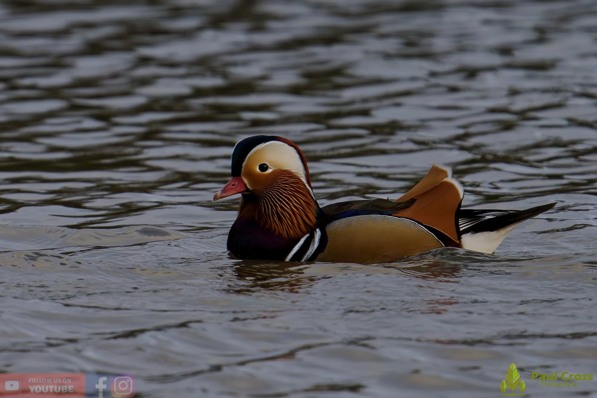 Mandarin Duck-00098.jpg