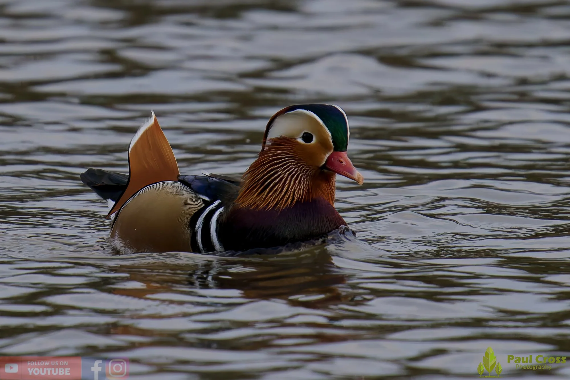 Mandarin Duck-00099.jpg