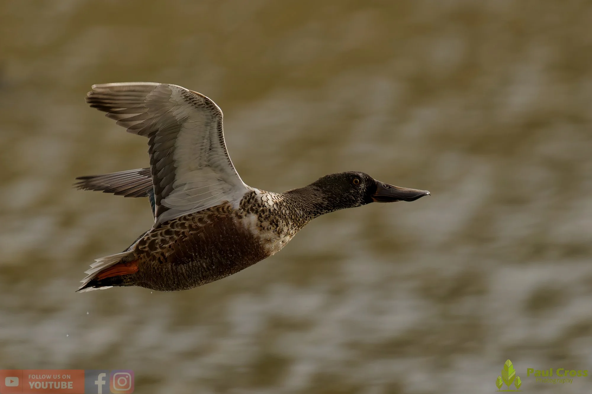 Northern Shoveler-01139.jpg