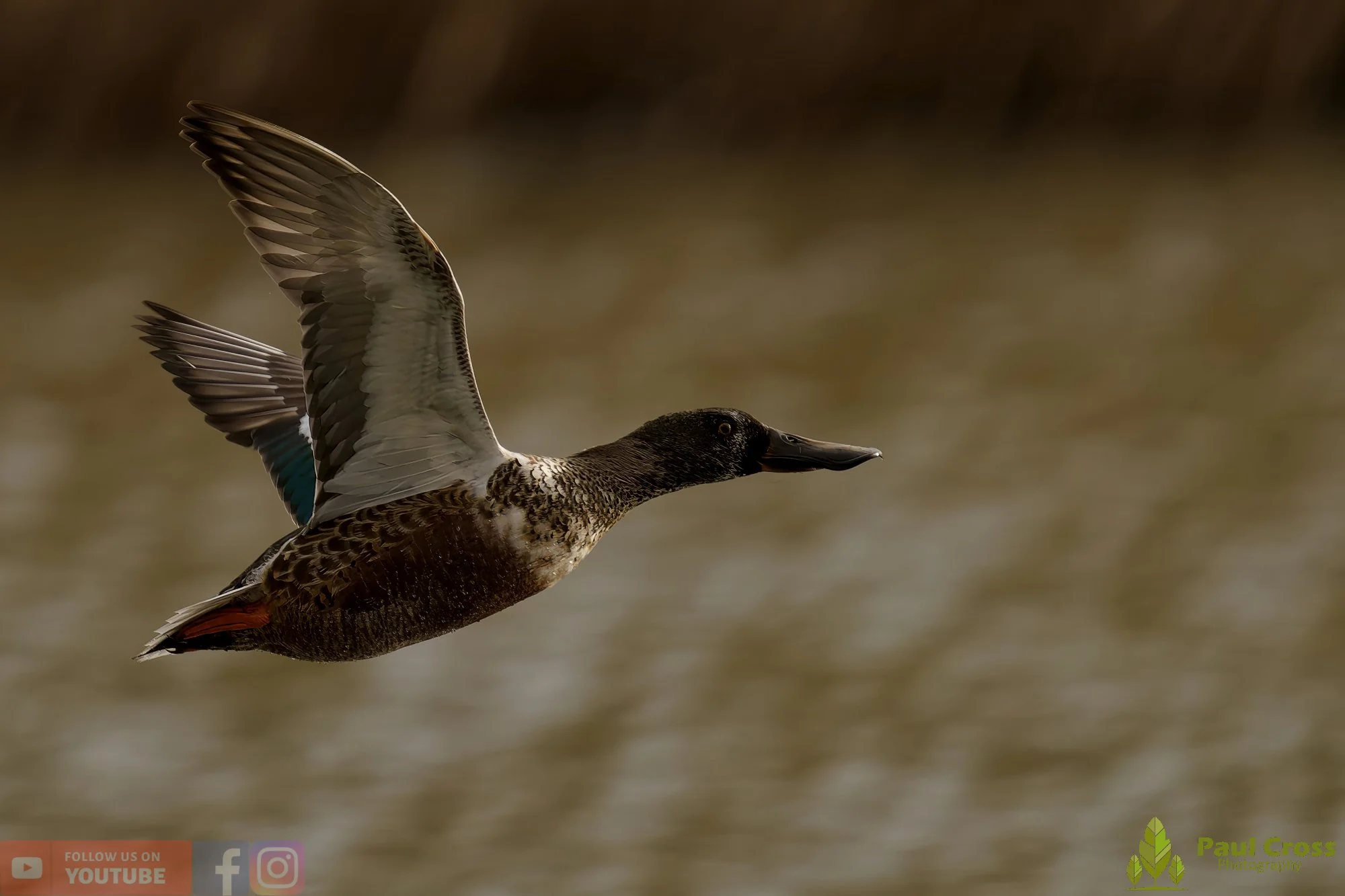 Northern Shoveler-01140.jpg