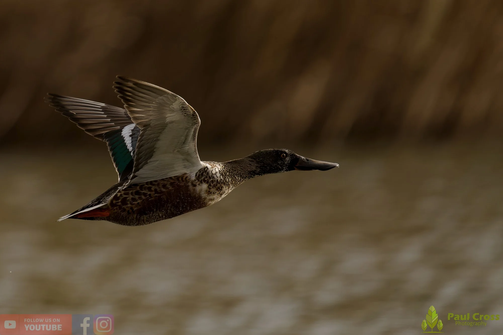 Northern Shoveler-01141.jpg
