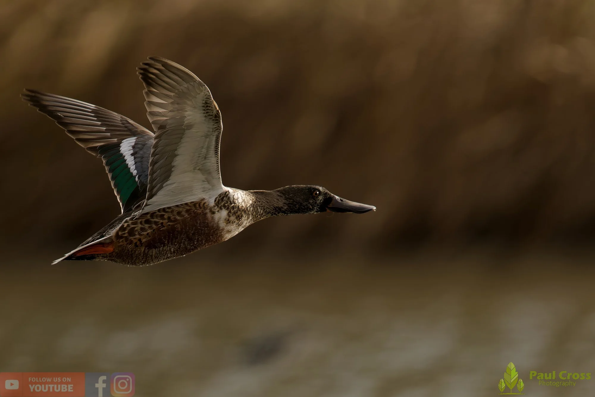 Northern Shoveler-01142.jpg