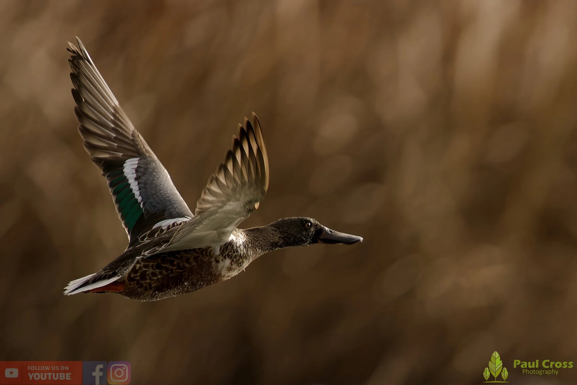 Northern Shoveler-01143.jpg