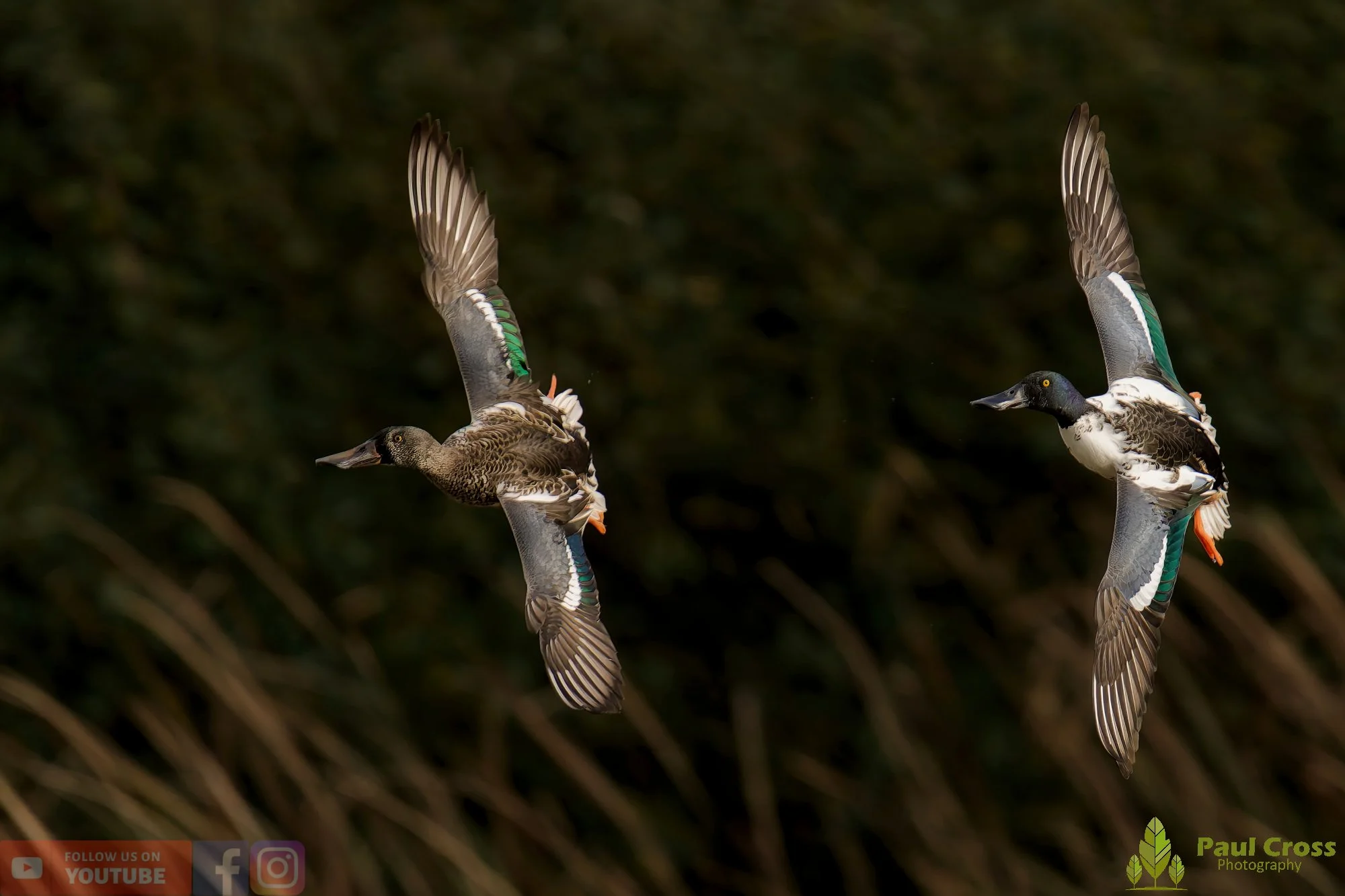 Northern Shoveler-01144.jpg