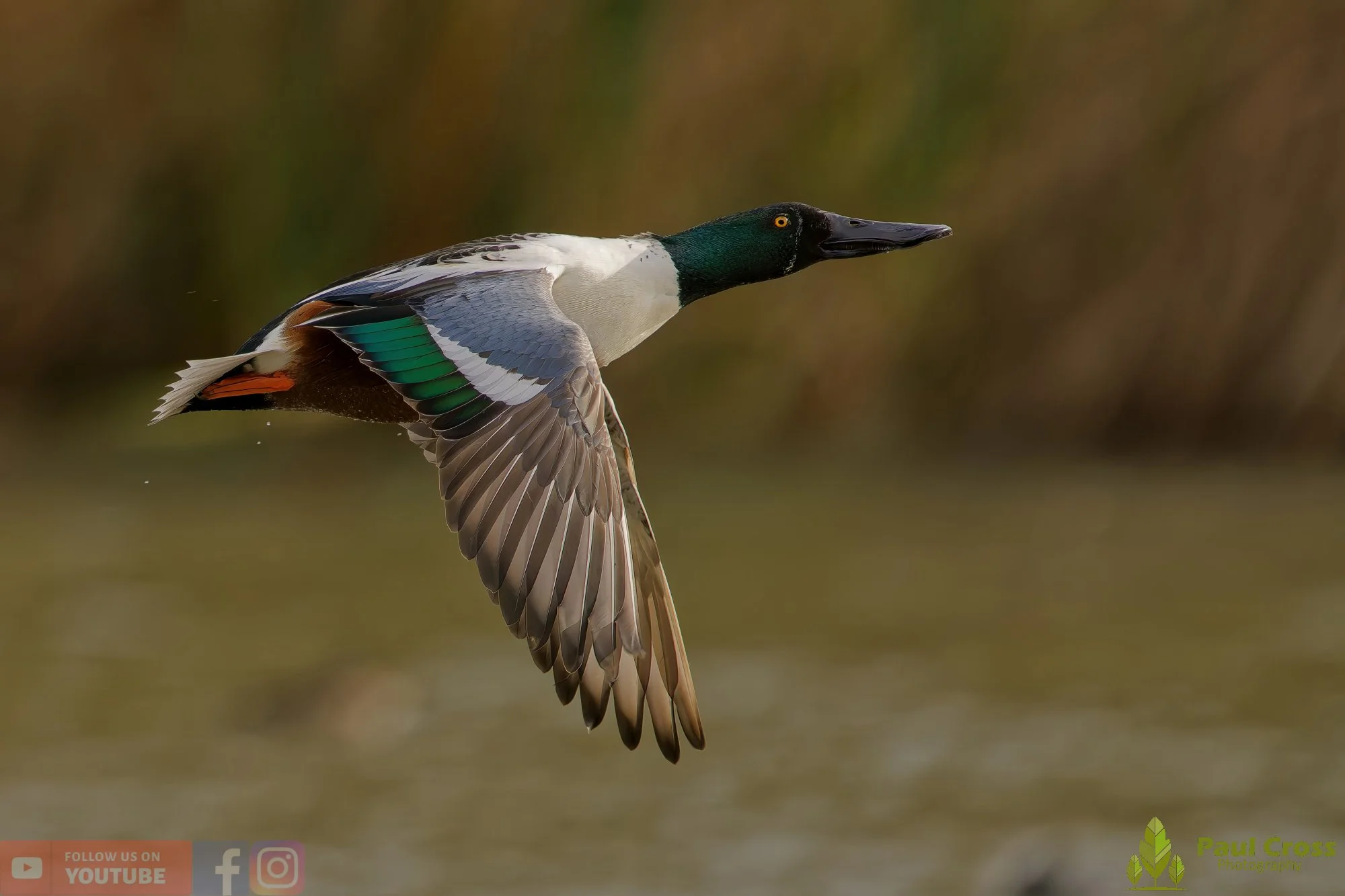 Northern Shoveler-01145.jpg