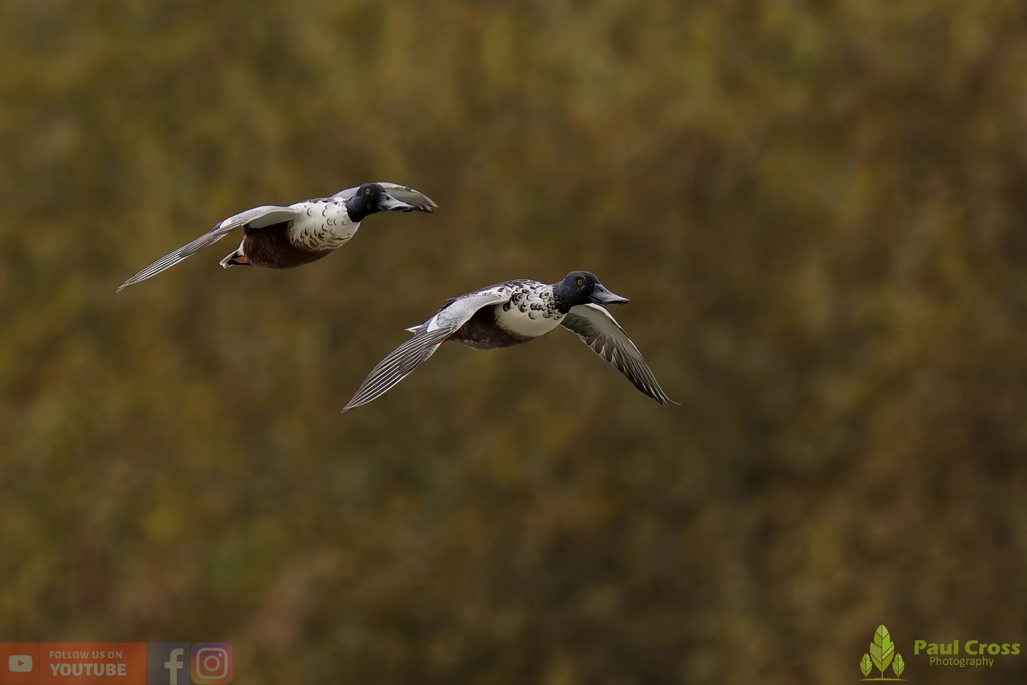 Northern Shoveler-01146.jpg