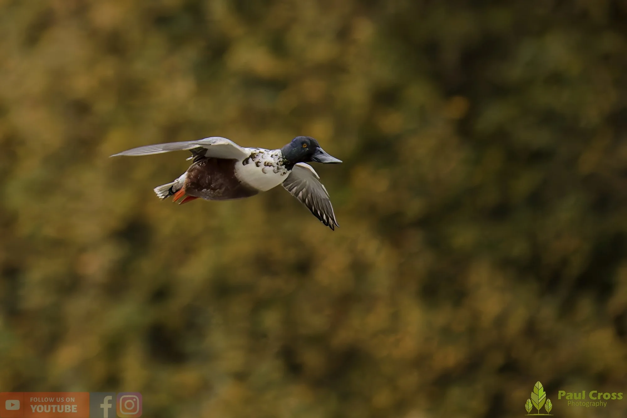 Northern Shoveler-01147.jpg