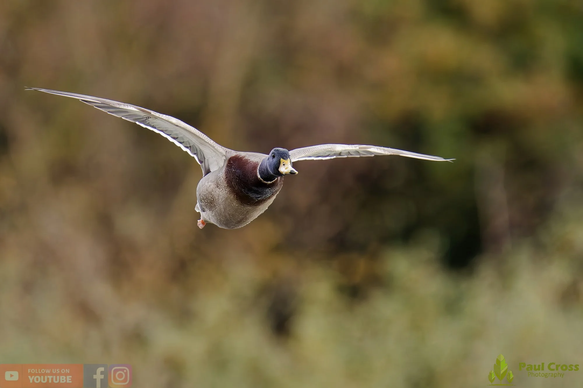 Mallard Duck-01159.jpg