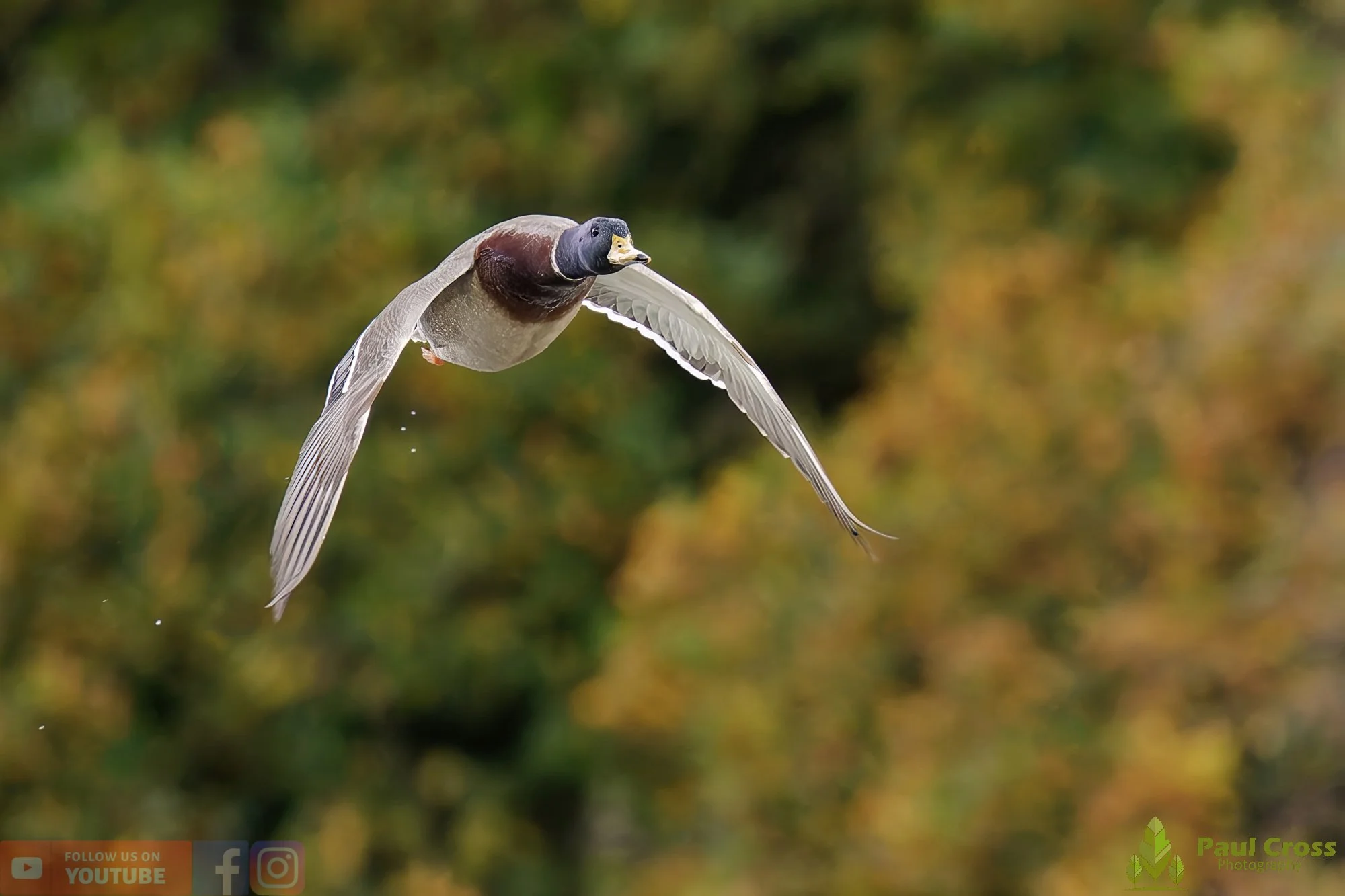 Mallard Duck-01158.jpg