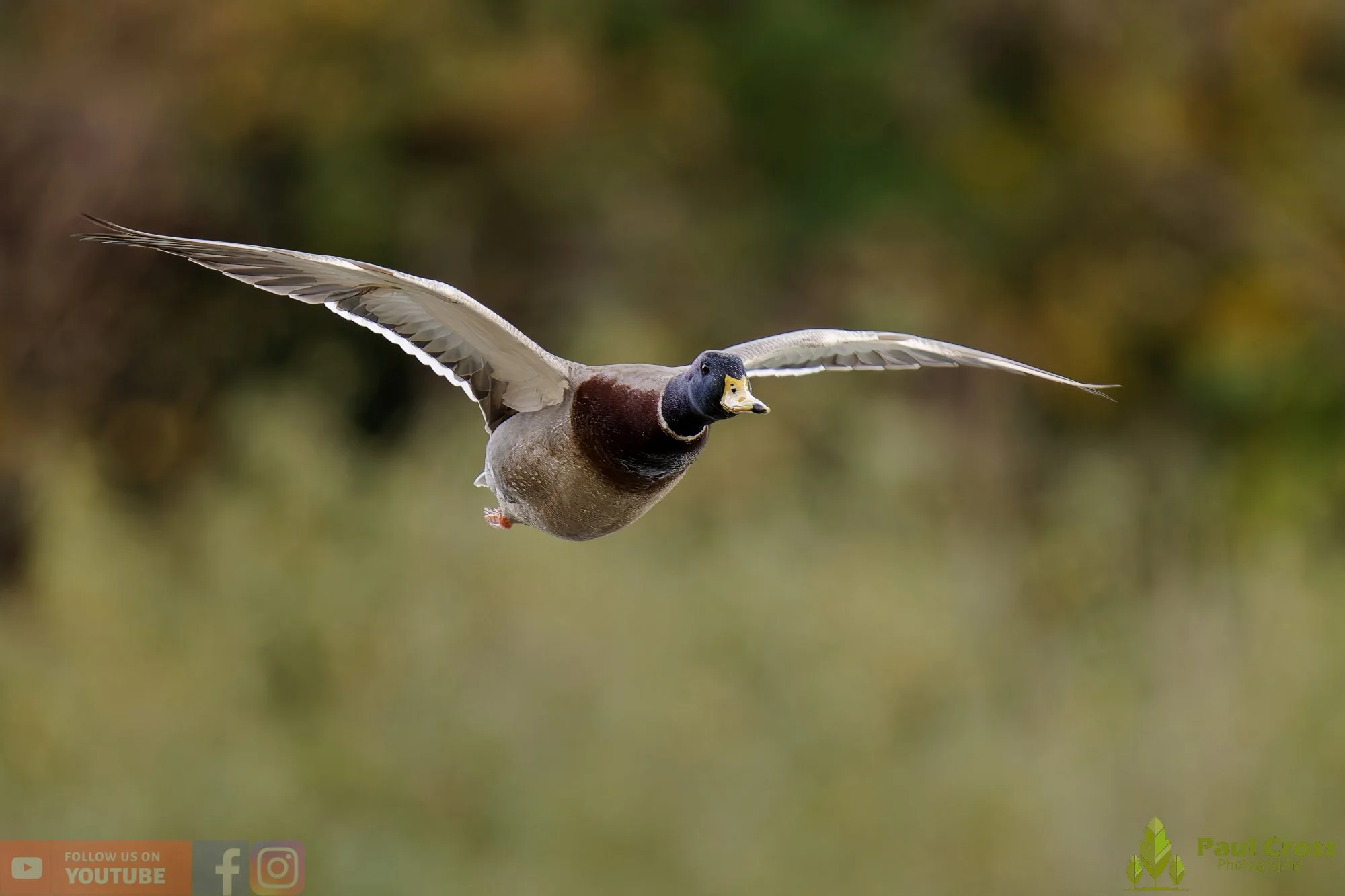 Mallard Duck-01160.jpg