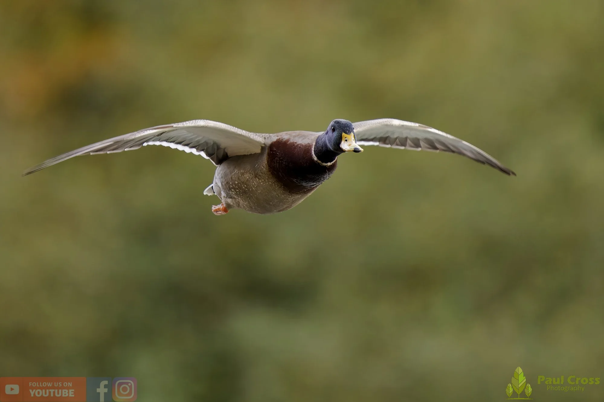 Mallard Duck-01161.jpg