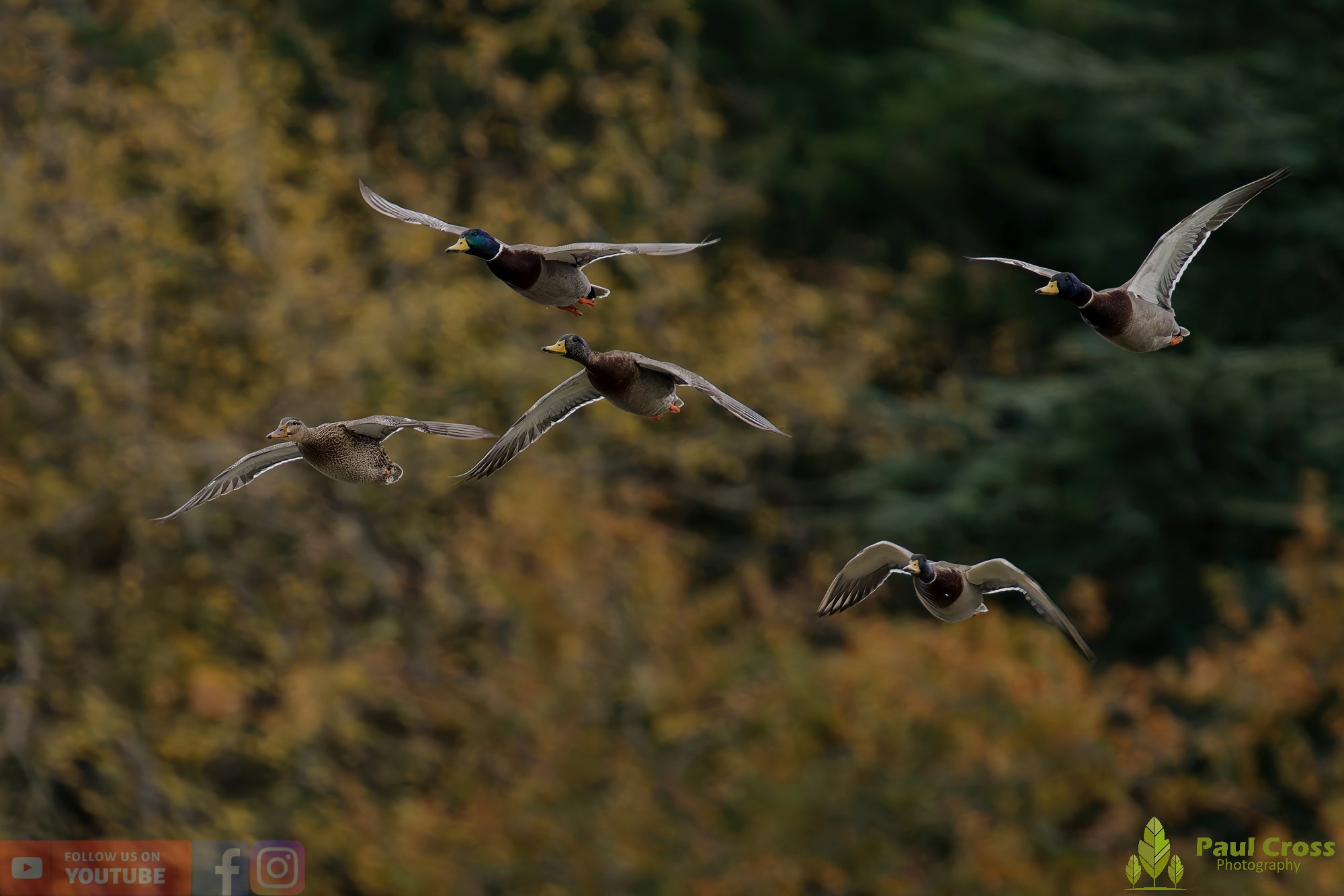 Mallard Duck-01162.jpg