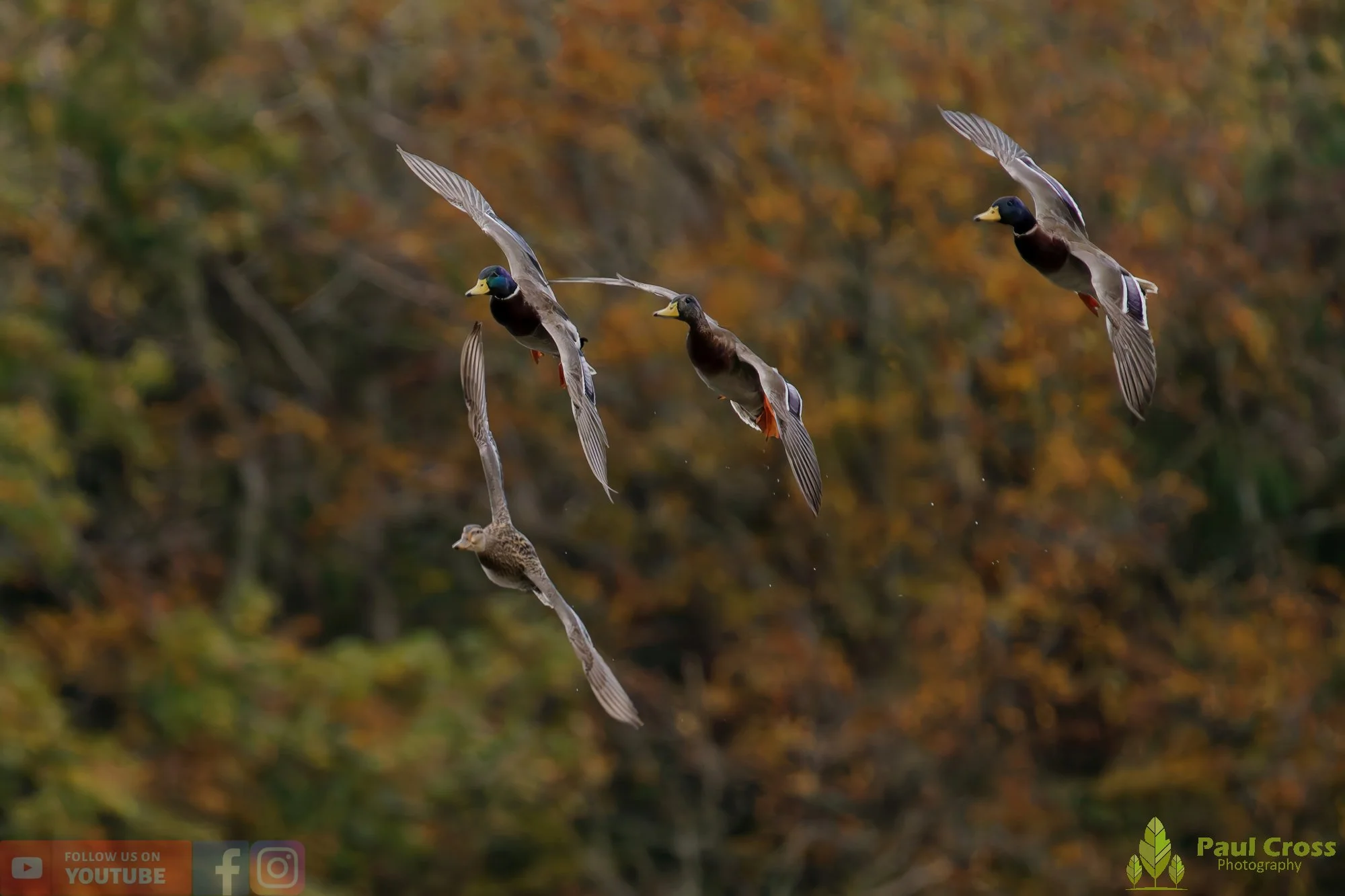 Mallard Duck-01163.jpg