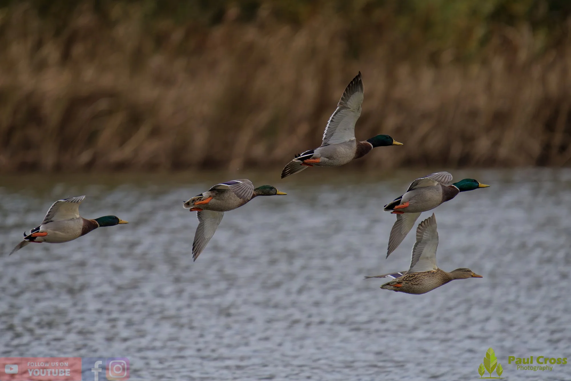 Mallard Duck-01164.jpg