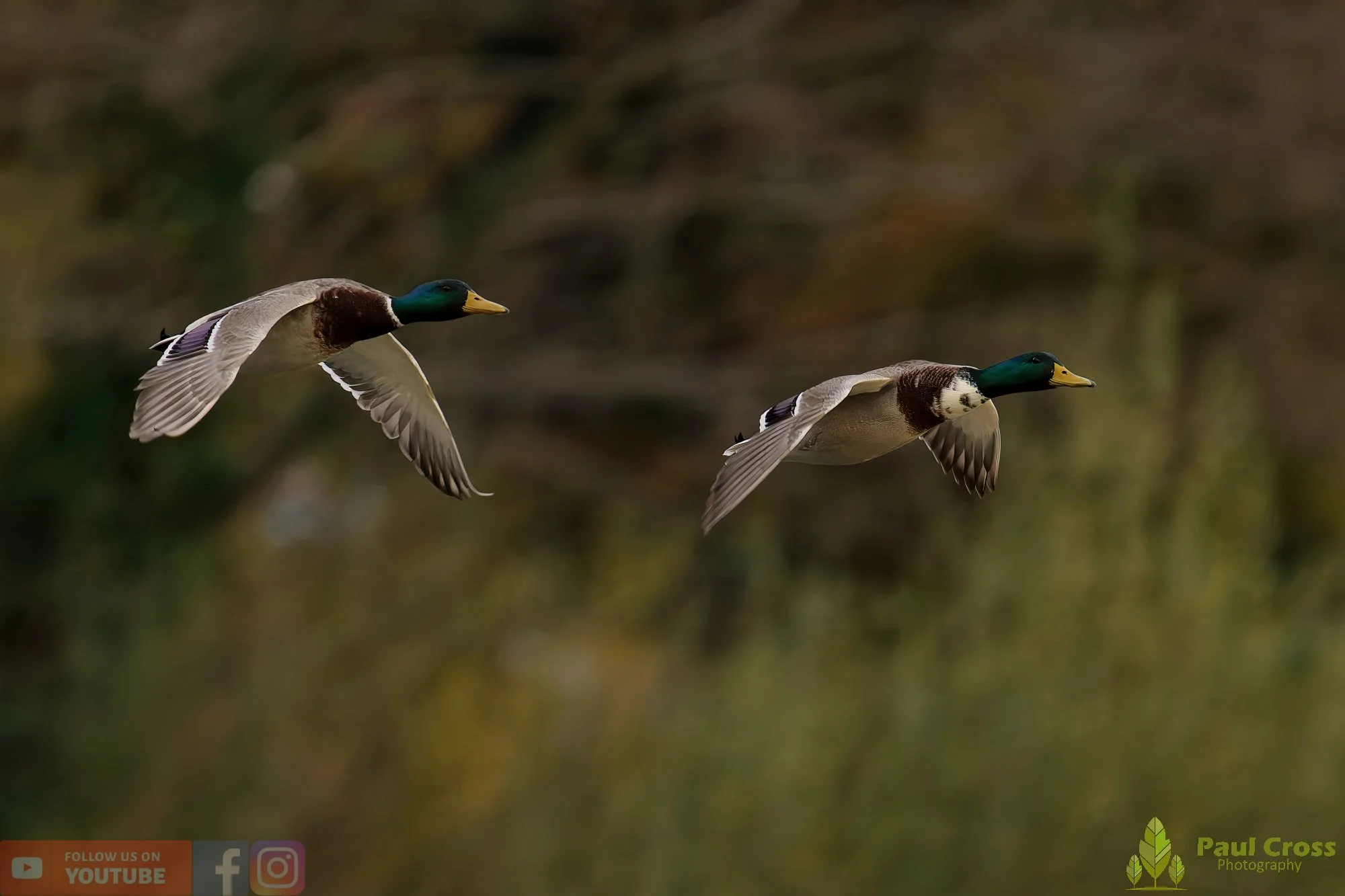 Mallard Duck-01165.jpg