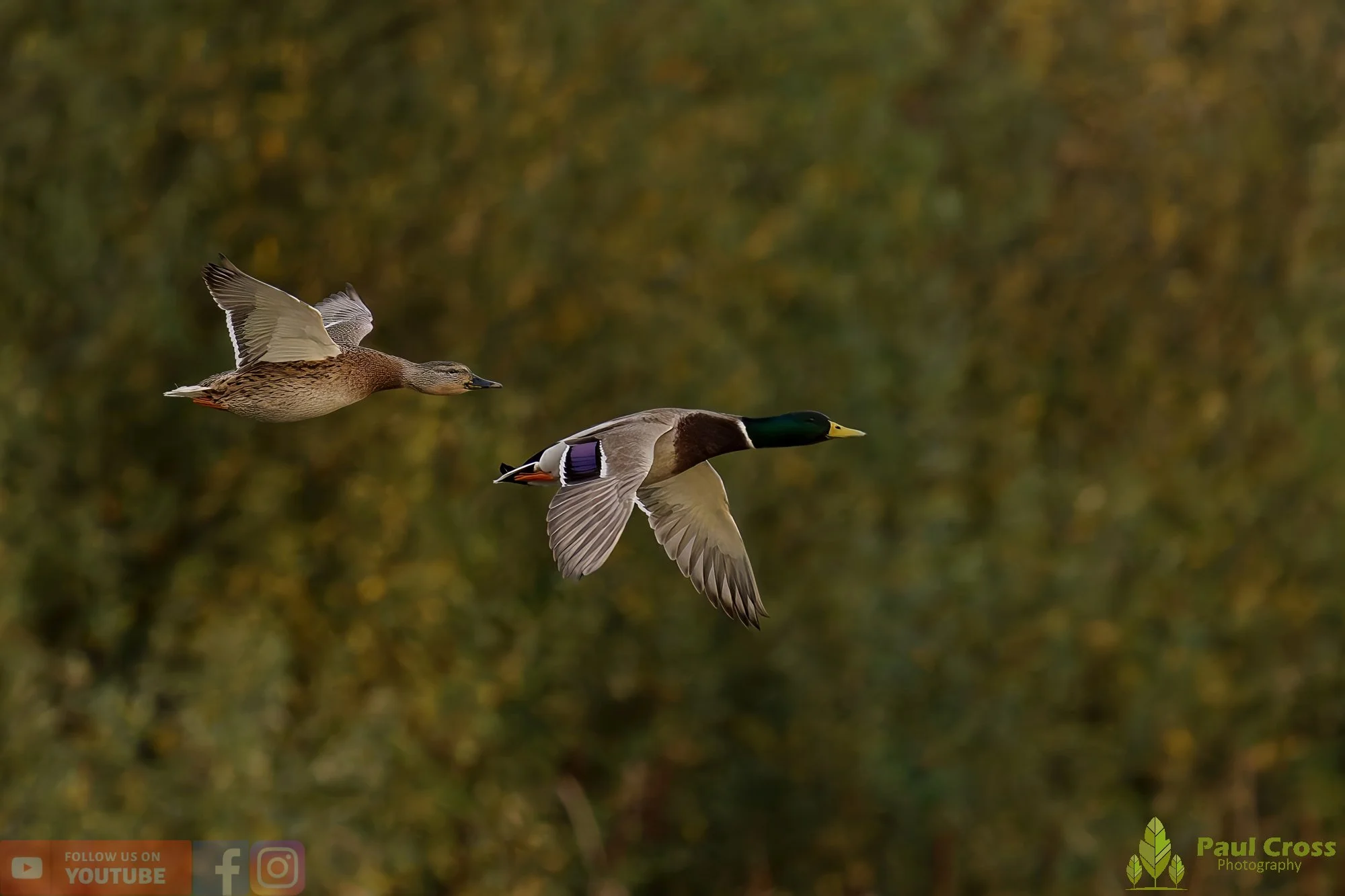 Mallard Duck-01167.jpg