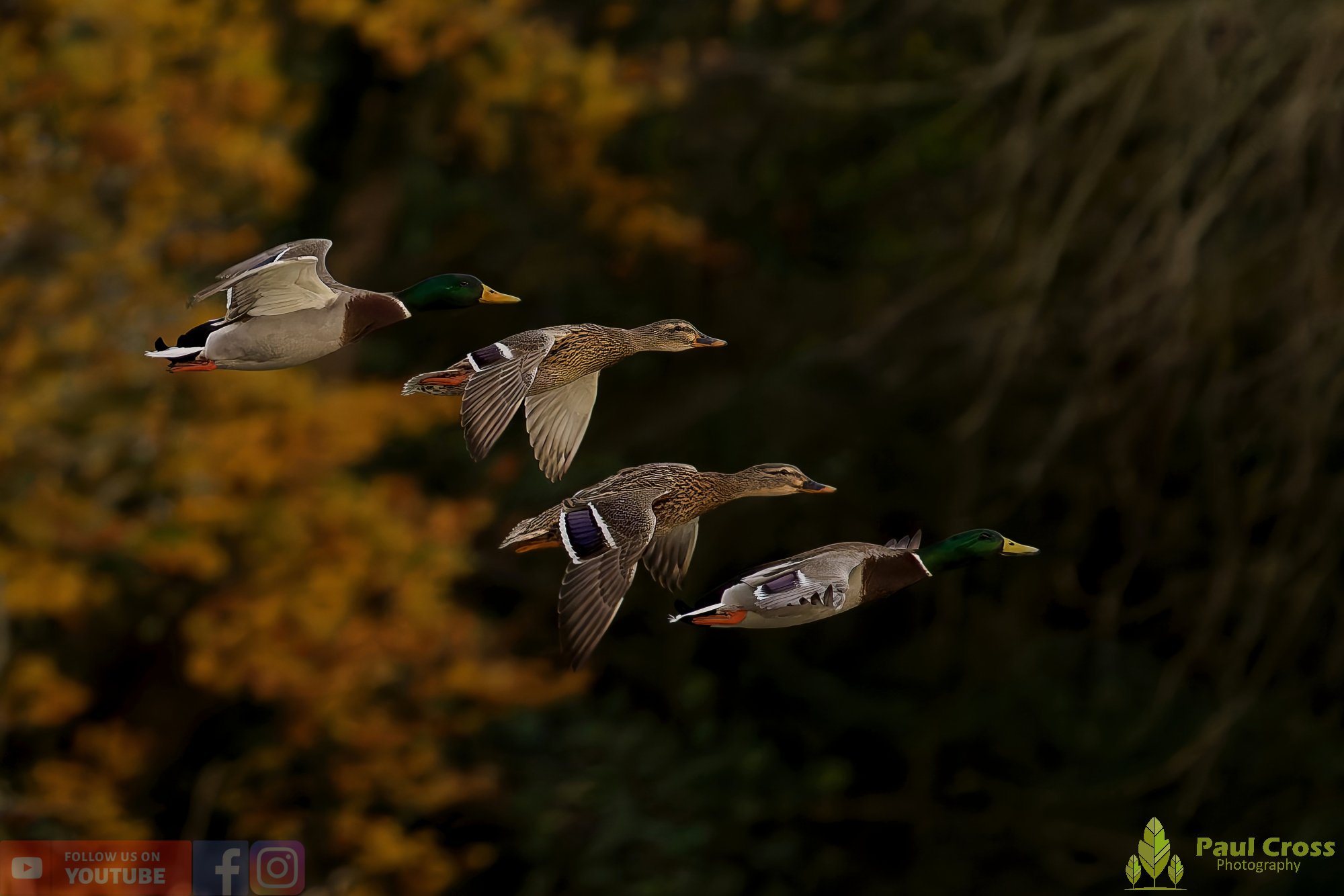 Mallard Duck-01169.jpg