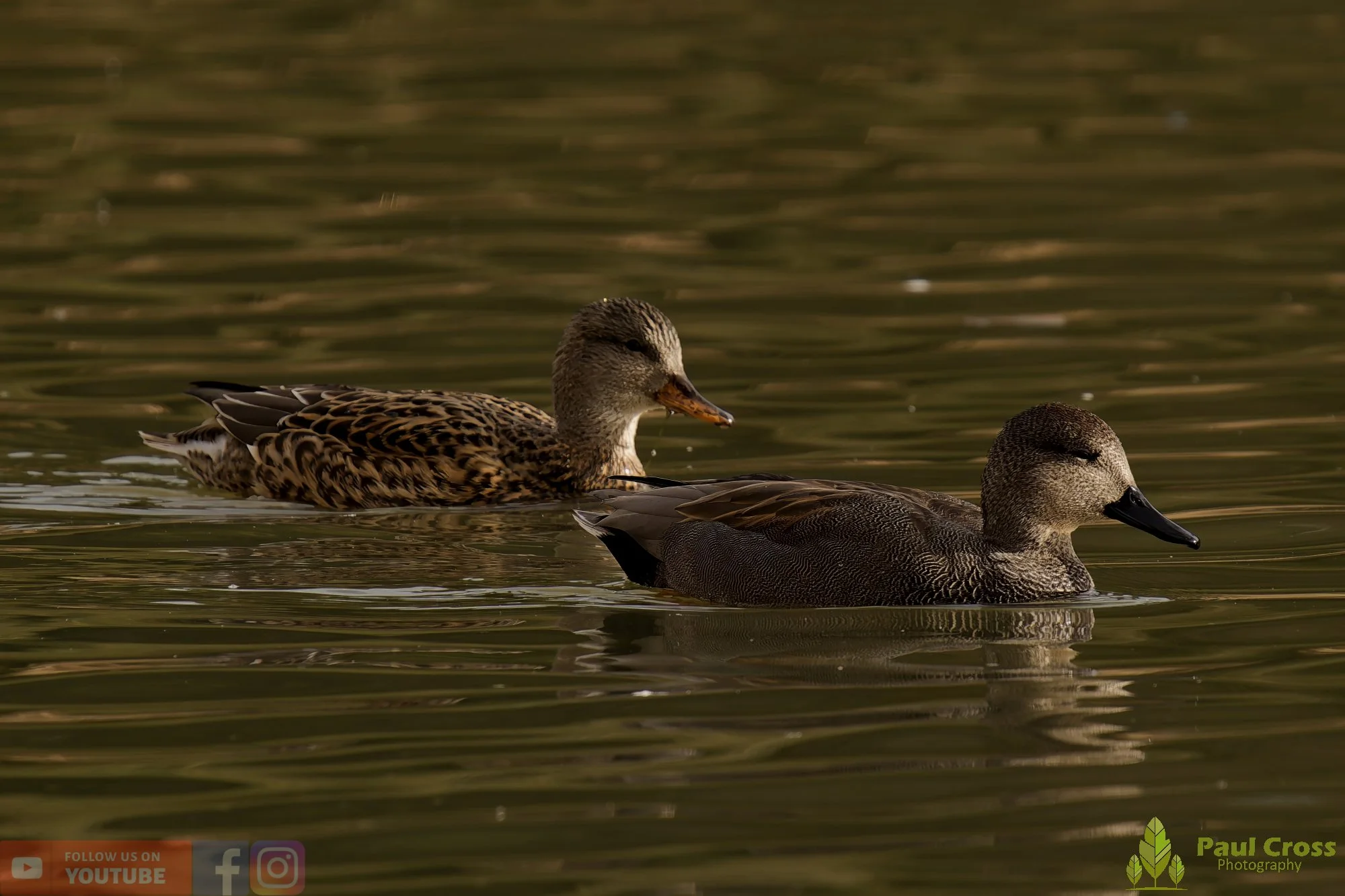 Gadwall-00285.jpg
