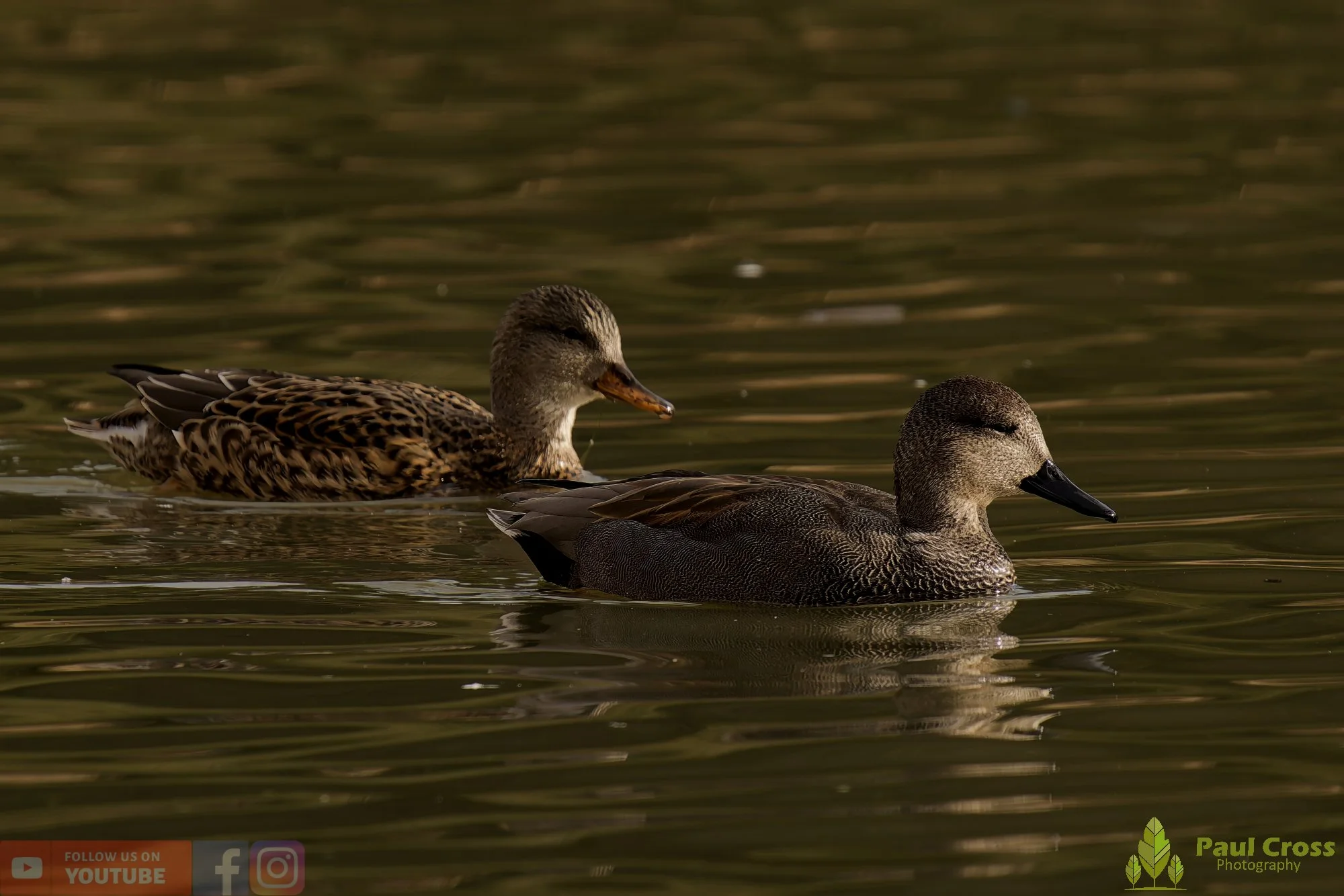 Gadwall-00286.jpg