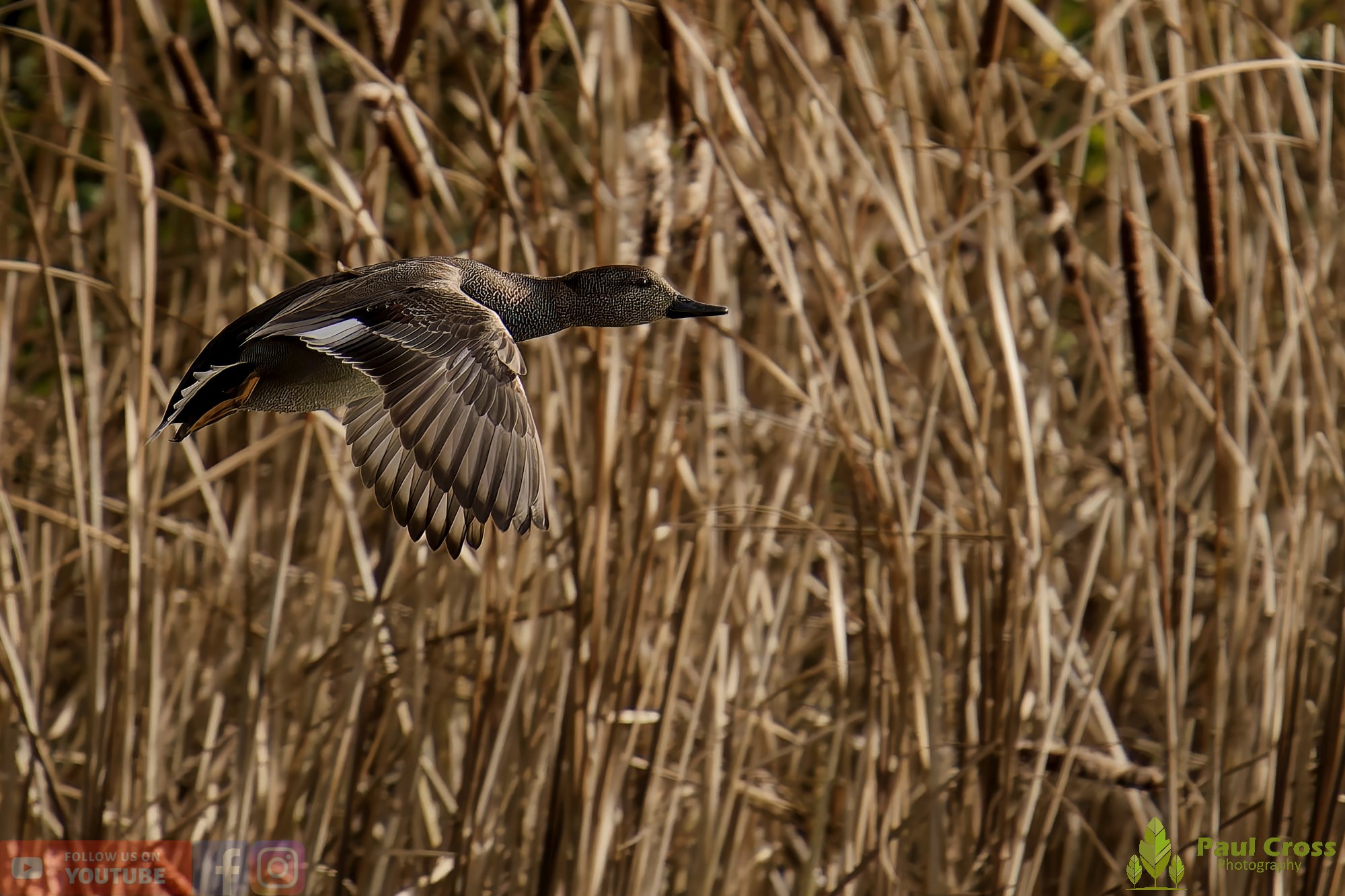 Gadwall-00287.jpg