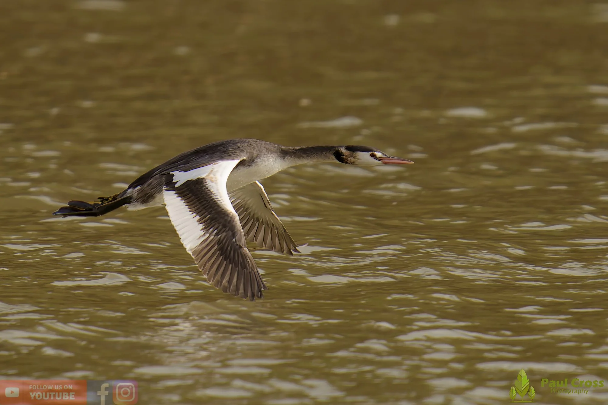 Great Crested Grebe-01040.jpg