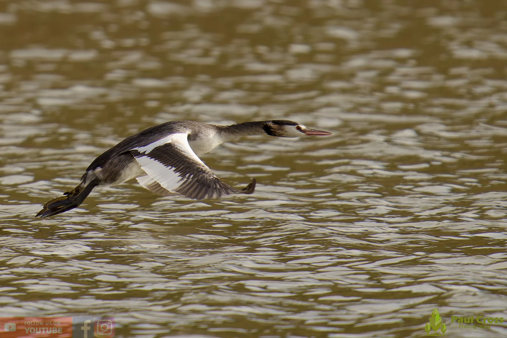 Great Crested Grebe-01041.jpg