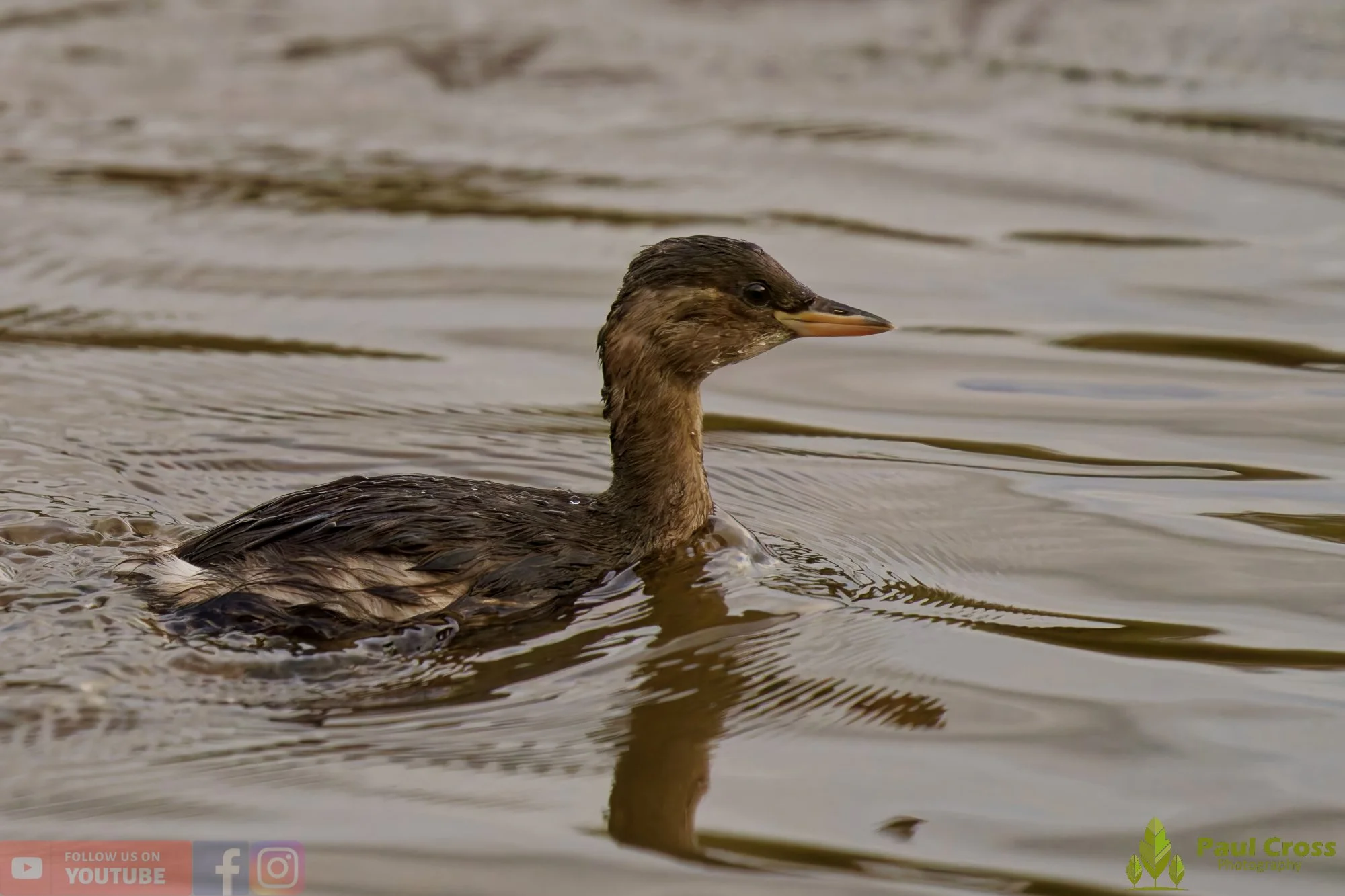 Little Grebe-00363.jpg