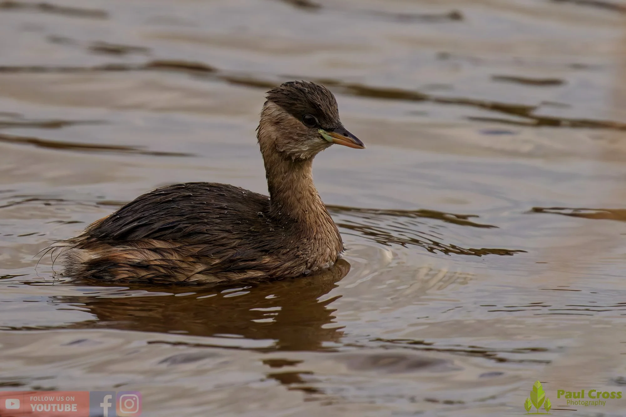 Little Grebe-00364.jpg