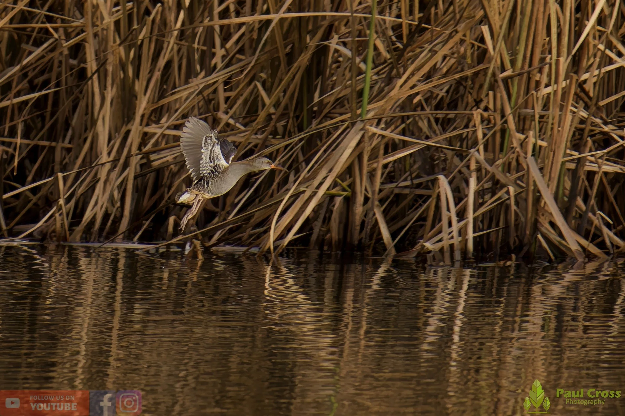 Water Rail-00013.jpg