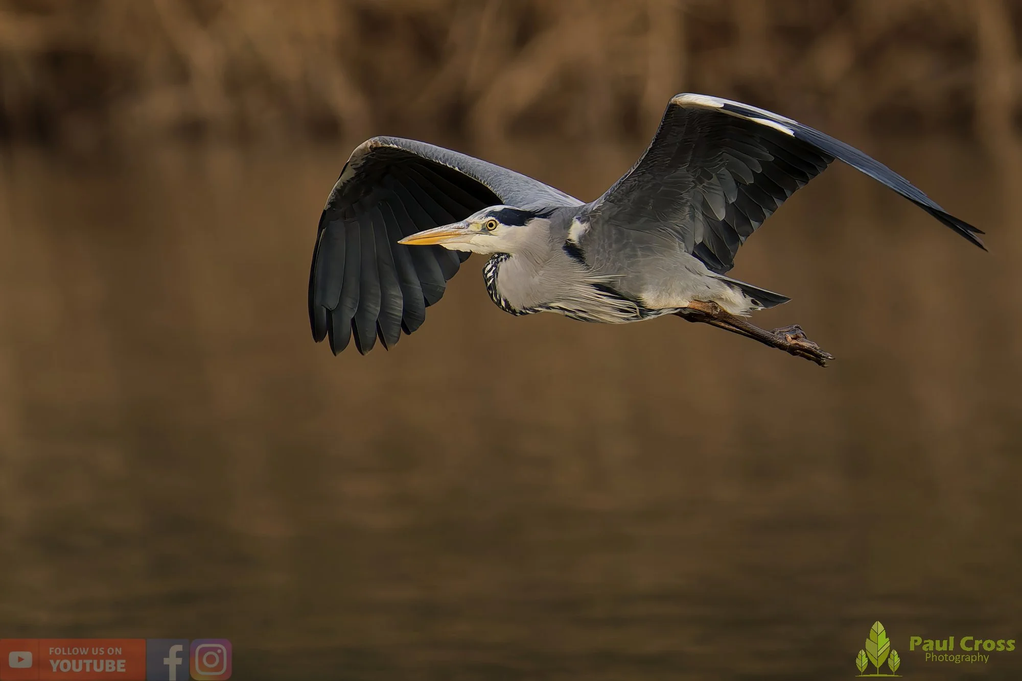 Grey Heron-00655.jpg