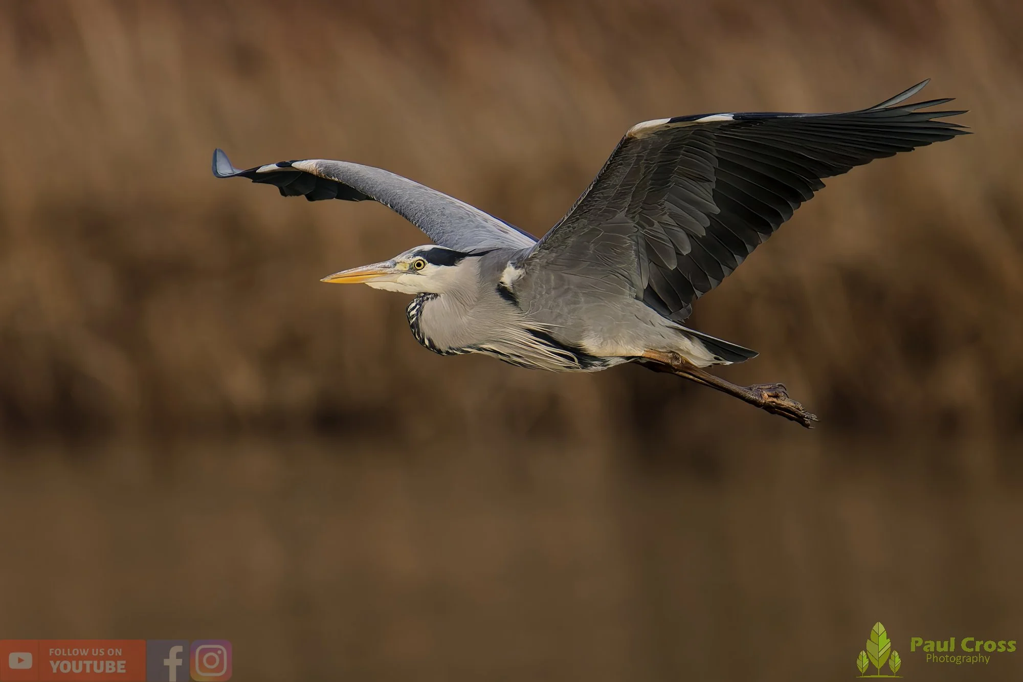 Grey Heron-00657.jpg