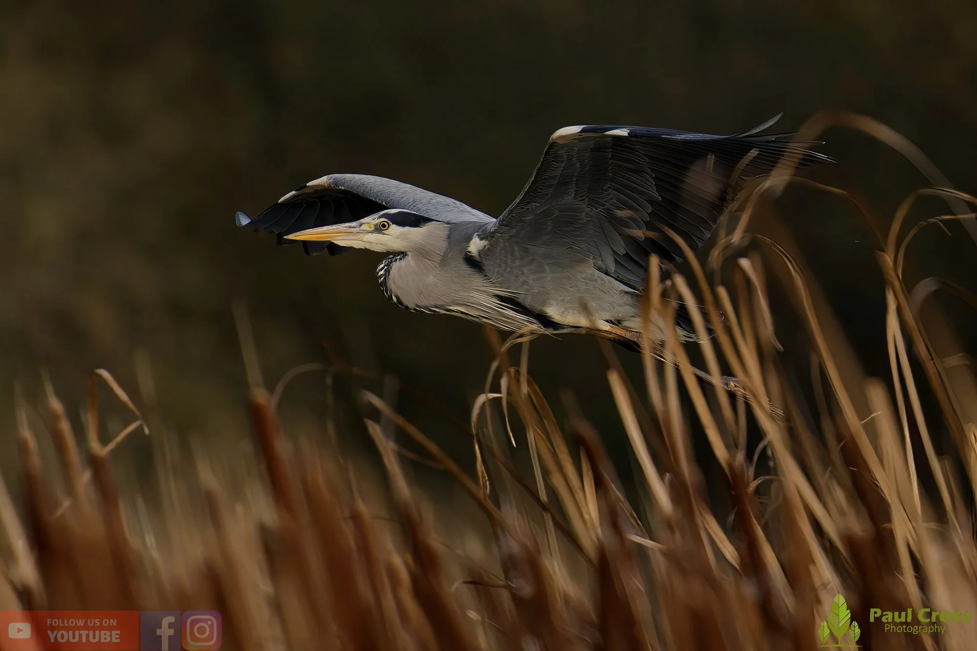 Grey Heron-00658.jpg