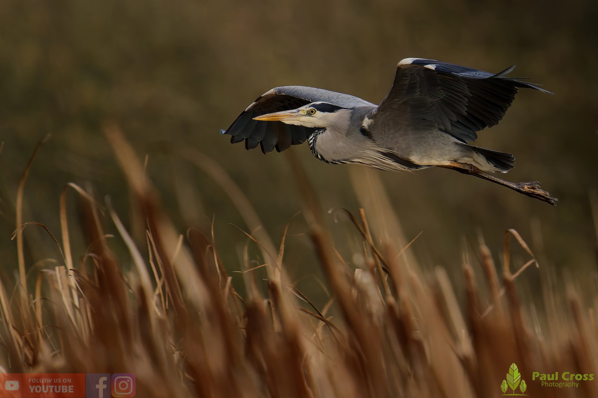 Grey Heron-00659.jpg