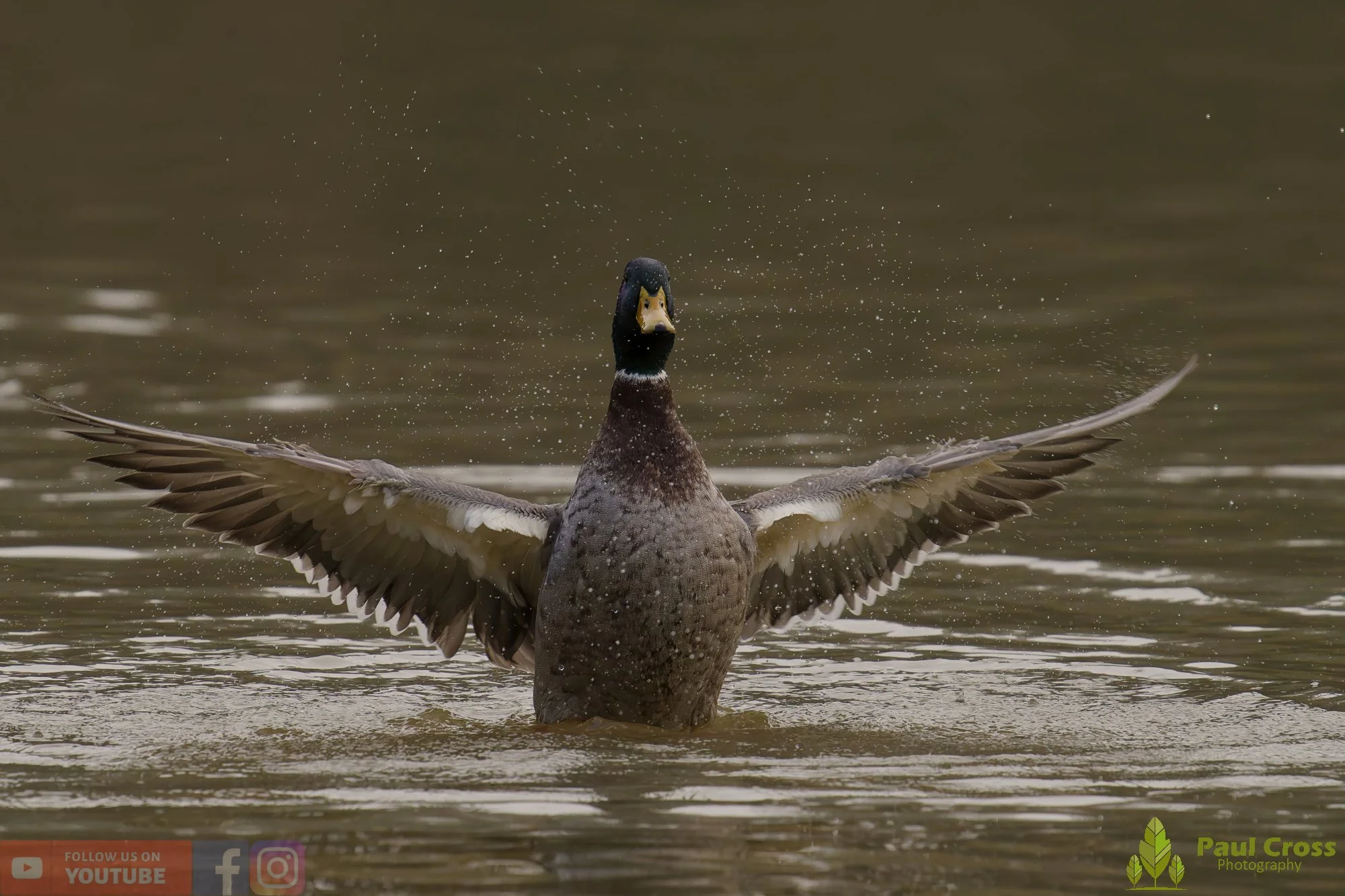 Mallard Duck-01171.jpg