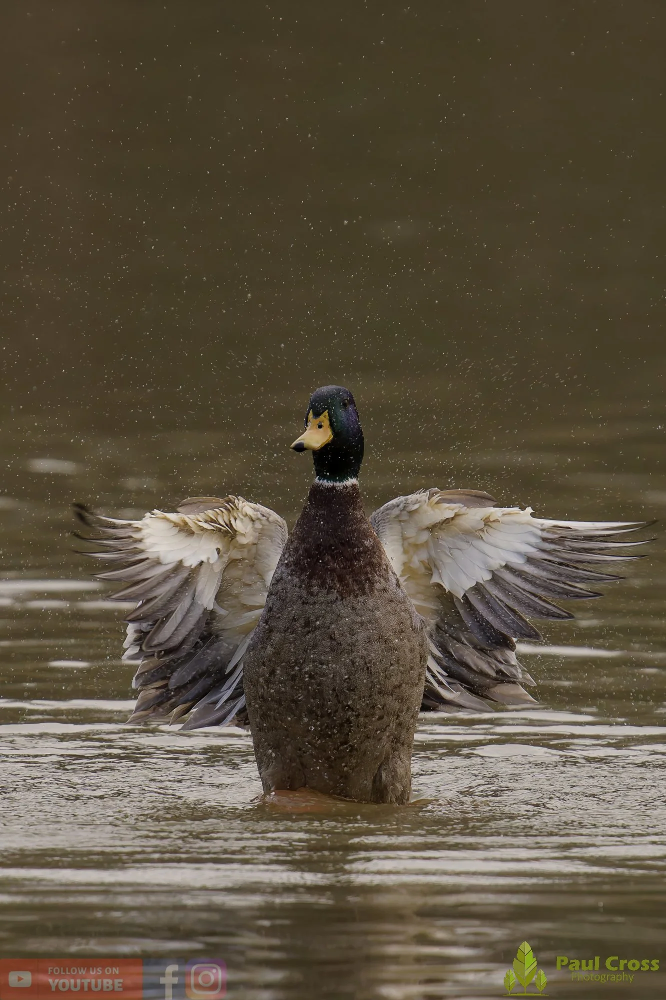 Mallard Duck-01172.jpg